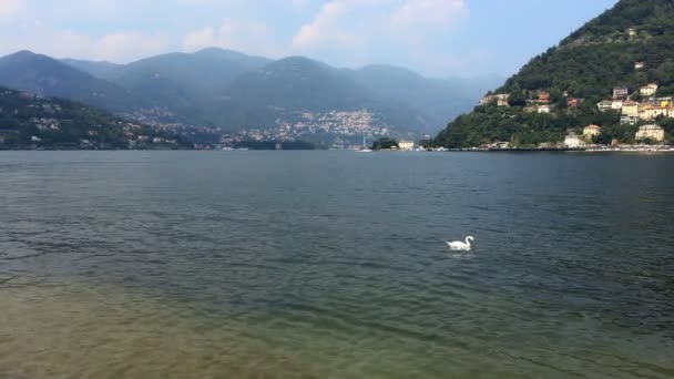 biały łabędź na wodach jeziora Como i wyschnięte wioski w tle - Materiał filmowy, wideo