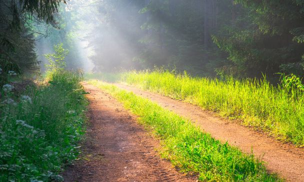 Ködös erdei ösvény napsugarakkal a fák között. Tavaszi utazási háttér. Gyönyörű természeti jelenet a nyári erdőben. Erdei táj közúti és napsugarakkal. - Fotó, kép