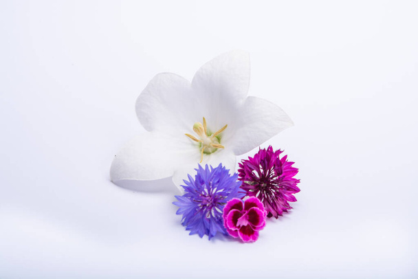 Белый колокольчик и фиолетовые васильки закрываются, изолированные на белом фоне копирования пространства
 - Фото, изображение