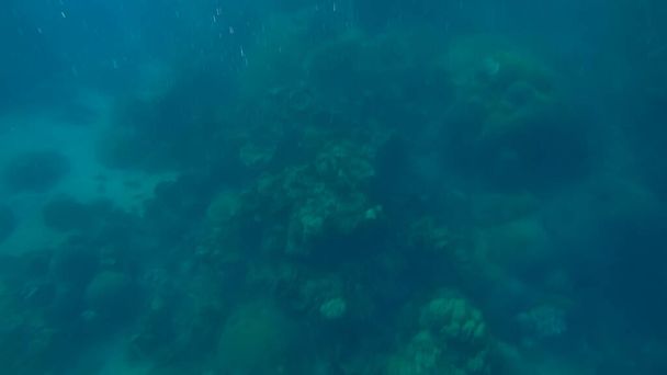 Suyun altında panoramik sahne ve mavi arkaplan - Fotoğraf, Görsel
