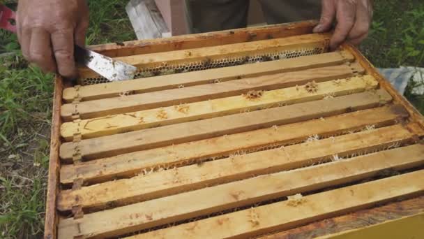 Μελισσοκόμος εργάζεται για παίρνει τα πλαίσια με κηρήθρες για τον έλεγχο της πλήρωσης με μέλι - Πλάνα, βίντεο