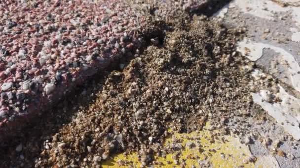 Nahaufnahme. Kleine schwarze Ameisen kriechen über grauen Sand und Straßenpflaster. - Filmmaterial, Video