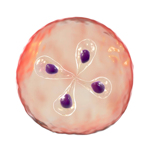 Babesia parasites inside red blood cell, the causative agent of babesiosis. 3D illustration showing classic tetrad-forms of Babesia merozoites so-called Maltese cross formation - Photo, Image