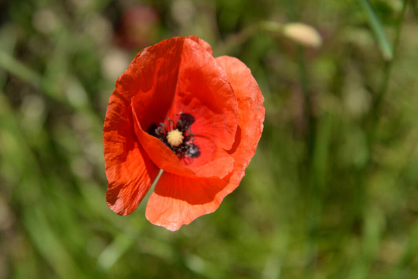   Wild poppy (Latin Papaver rhoeas; field poppy, poppy, self-seeding poppy) - Photo, Image