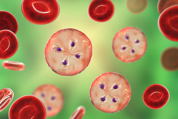 Παράσιτα Babesia μέσα στα ερυθρά αιμοσφαίρια, ο αιτιολογικός παράγοντας της πιροπλάσμωσης. 3D απεικόνιση που δείχνει κλασικό τετράδιο-μορφές της Babesia merozoites λεγόμενη Μάλτας σταυρό σχηματισμό - Φωτογραφία, εικόνα