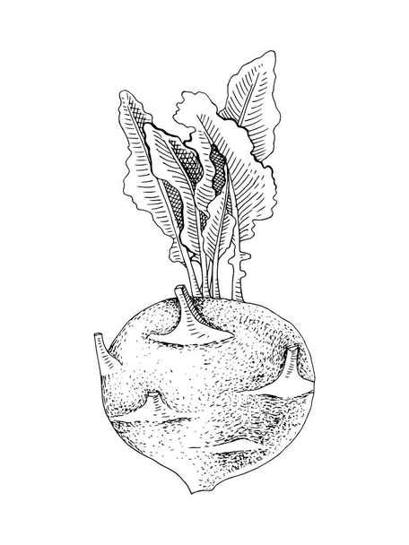 Hand drawn kohlrabi plant - Вектор, зображення