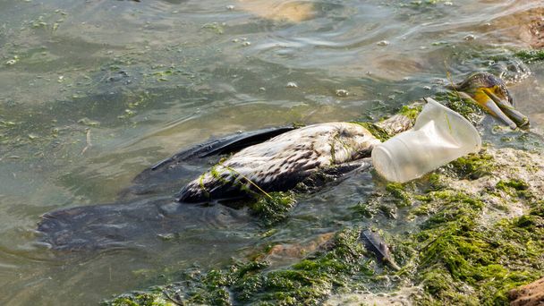 海のプラスチック製のゴミは、カモノハシを含む動物の死につながります。汚れた水の中で死んだカモメ. - 写真・画像