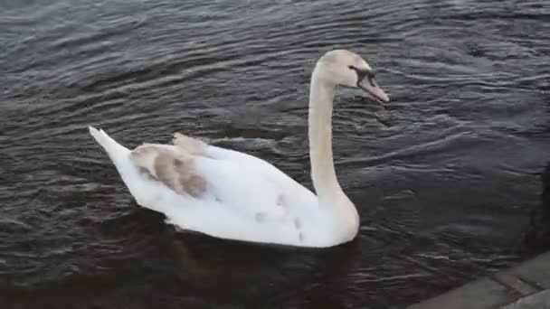 Een witte zwaan zwemmend in een uk rivier - Video