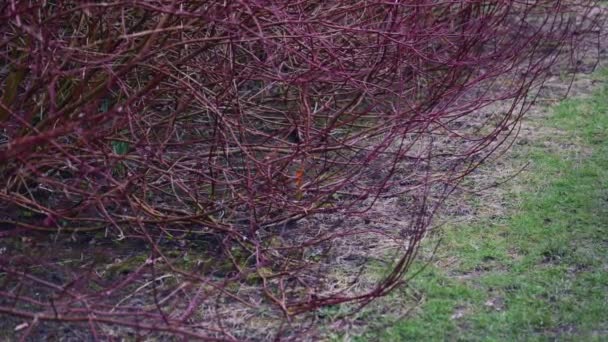 Schöner Rotkehlchen-Vogel tagsüber in einem Park in England in einem roten Busch versteckt - Filmmaterial, Video