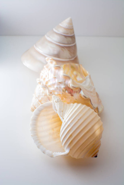 Beautiful tropical sea shells white pearly Trochus Tectus niloticus and Tonna shell isolated, close up - Photo, Image