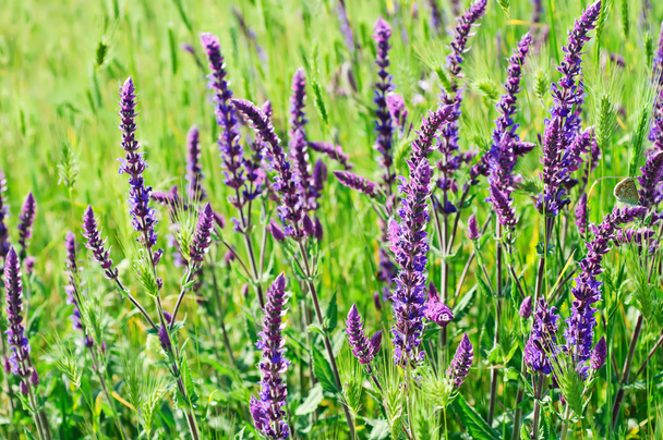 Violet meadow flower - Foto, afbeelding