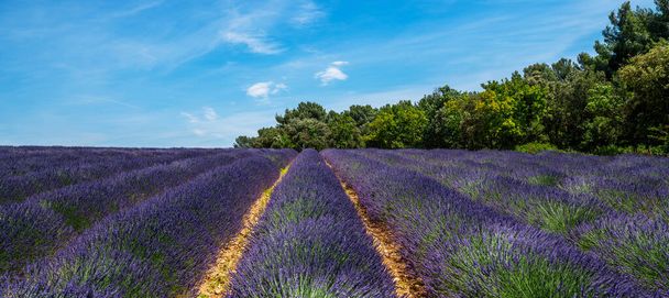 Lavender field in sunlight. Beautiful image of lavender field.Image for natural background. Blooming rows lavender flowers panorama. Gordes, Vaucluse, Provence, France, Europe. - Foto, immagini