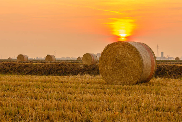 gros plan d'une balle cylindrique de foin dans une terre agricole / étendue de balles cylindriques de foin dans une terre agricole au coucher du soleil - Photo, image