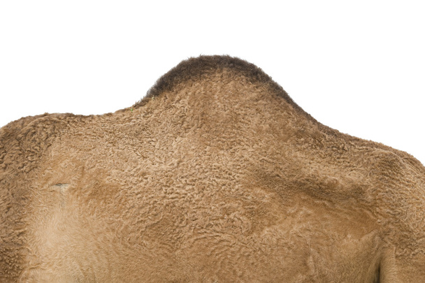 camelo do deserto
 - Foto, Imagem
