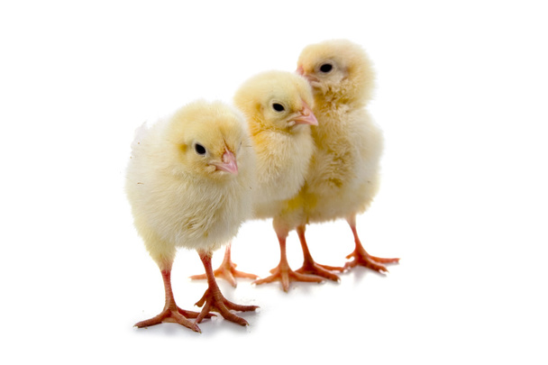 Three chickens - Foto, afbeelding