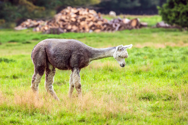 Charming gray llama after a haircut pasting on green grass. Animal breeding farm for wool and meat. The concept of exotic, ecological and photo tourism - Photo, Image