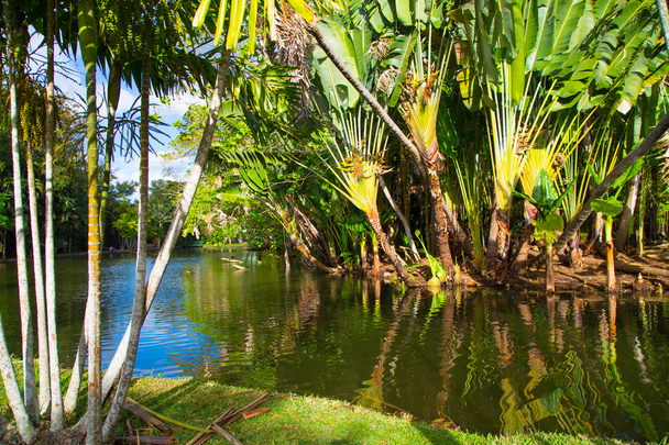 exotic trees in the park in the summer in Mauritius - Foto, Imagem