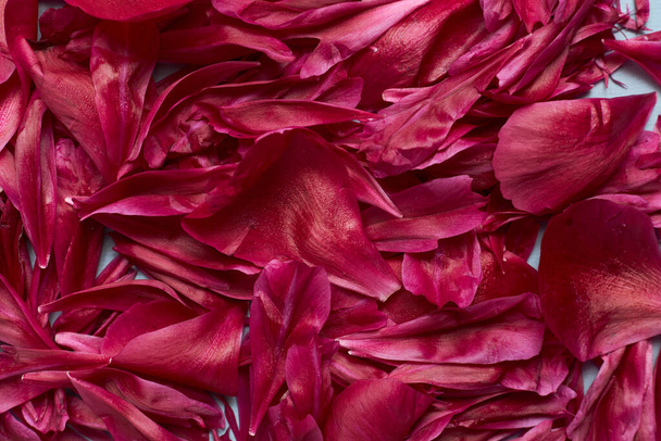 petals of pink flowers rose or peony of different sizes are laid out in a pattern on a white background  - Foto, Imagem
