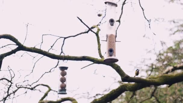 Kaunis laulaa lintuja lentää kohti lintu syöttölaite roikkuu puusta keskellä metsää myöhään talvet päivä - Materiaali, video