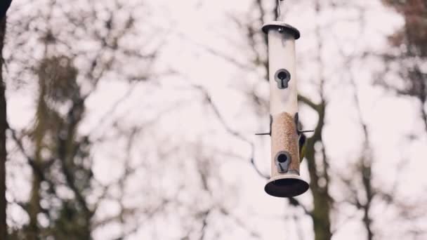 Schöne singende Vögel fliegen an einem späten Wintertag auf einen Vogelfutterhäuschen zu, das an einem Baum mitten im Wald hängt - Filmmaterial, Video