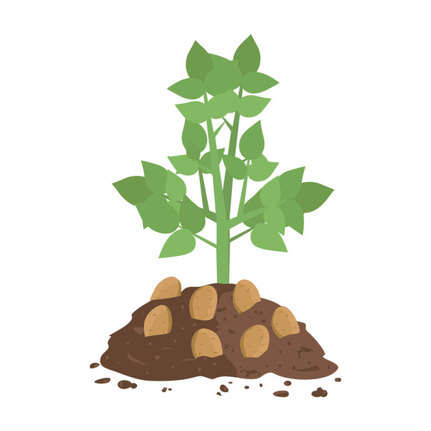 Kartoffelpflanze mit Erde - Vektor, Bild