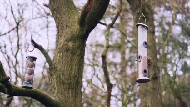 Schöne singende Vögel fliegen an einem späten Wintertag auf einen Vogelfutterhäuschen zu, das an einem Baum mitten im Wald hängt - Filmmaterial, Video