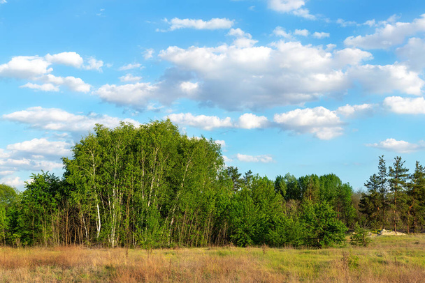 Красиві мальовничі природні березові ліси проти прозорого блакитного неба ландшафту на відкритому повітрі. Дика лісова природа фону
 - Фото, зображення