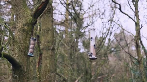 Hermosos pájaros cantores volando hacia un comedero de aves colgando de un árbol en medio del bosque durante un día de inviernos tardíos
 - Metraje, vídeo