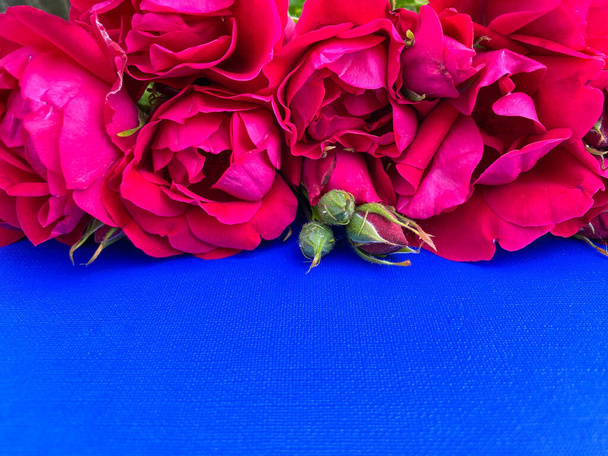 Leuchtend bordeauxfarbene dekorative lebende Rosen auf einer abstrakten blauen Oberfläche. Freiraum. Gestaltung von Einbänden, Tapeten, Postkarten, Drucken. - Foto, Bild
