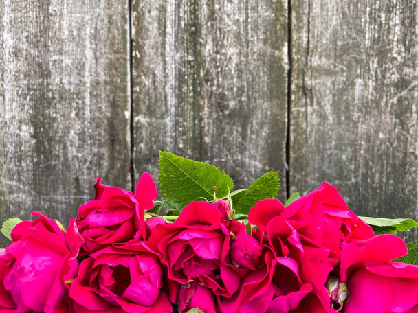Λαμπερά μπορντό λουλούδια, άγρια τριαντάφυλλα, σε φόντο από αφηρημένη γκρι ξύλινη επιφάνεια. Ελεύθερος χώρος. - Φωτογραφία, εικόνα