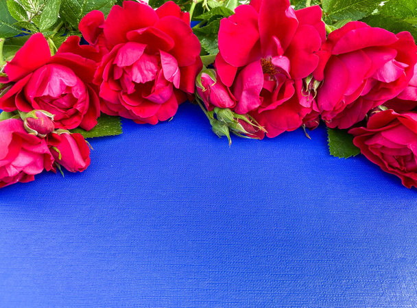 Leuchtend bordeauxfarbene dekorative lebende Rosen auf einer abstrakten blauen Oberfläche. Freiraum. Gestaltung von Einbänden, Tapeten, Postkarten, Drucken. - Foto, Bild