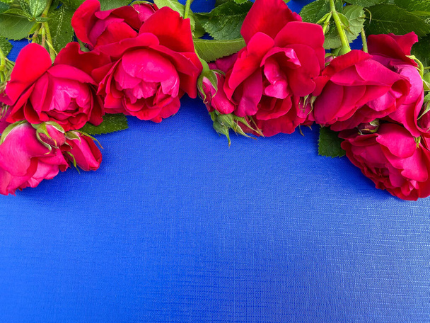Λαμπερά μπορντό διακοσμητικά ζωντανά τριαντάφυλλα σε μια αφηρημένη μπλε επιφάνεια. Ελεύθερος χώρος. Σχεδιασμός εξωφύλλων, ταπετσαρίας, καρτ-ποστάλ, εκτυπώσεων. - Φωτογραφία, εικόνα