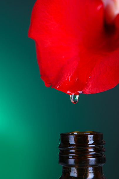 Drop falling from rose petal on green background - Foto, Imagen