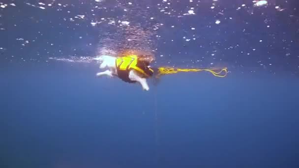 Lindo y adorable perro en un chaleco salvavidas remando continuamente en la superficie. Perro pasando un buen rato en el mar
. - Metraje, vídeo
