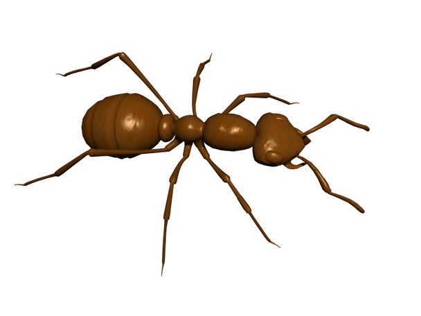 ruskea metsä muurahainen ryömii ympäri - Valokuva, kuva