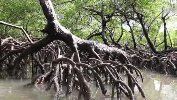 Tropikal mangrov bitkilerinin arasından nehrin aşağısına yelken açıyorlar. - Video, Çekim