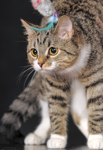 Striped cat - Fotó, kép