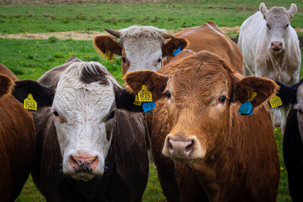 Primer plano de curiosas vacas marrones y blancas en Scania, Suecia. Las vacas miran directamente a la cámara.
 - Foto, Imagen