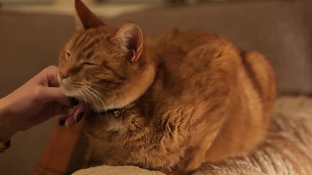 Een gember tom kat wordt gestreeld door een vrouwelijke hand terwijl ontspannen op een fauteuil - Video