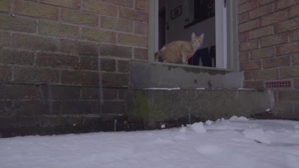 Ein lustiges Video einer Ginger Tom Cat, die zum ersten Mal Schnee erlebt - Filmmaterial, Video