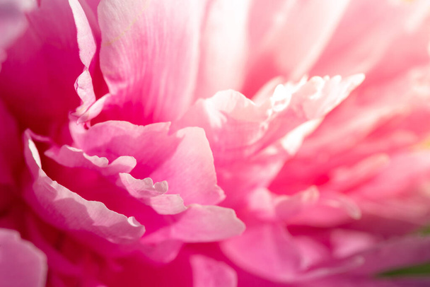 Peony petal background. Valentine s day, pink nature background. Flower pink. - Photo, Image