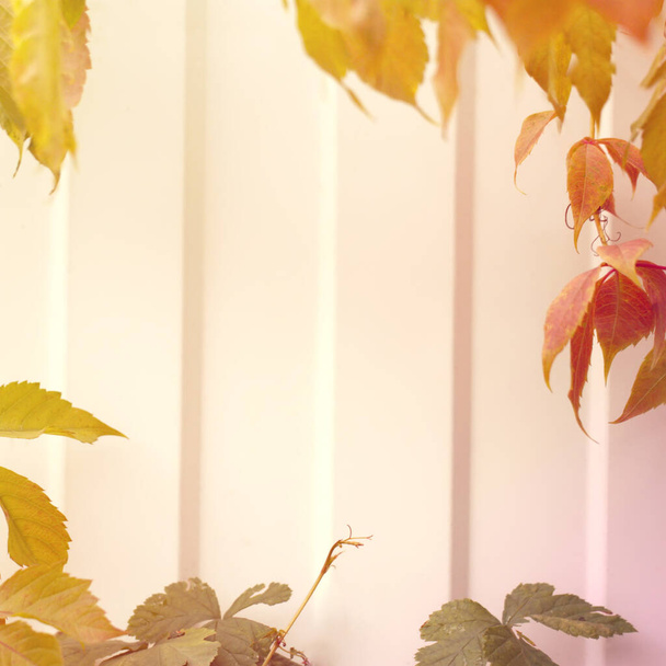 Teplé podzimní pozadí s nažloutlou větví z divokých hroznů a světlým středem. Venkovská sezónní přírodní scéna s měkkým ostřením a žlutými a červenými listy. - Fotografie, Obrázek