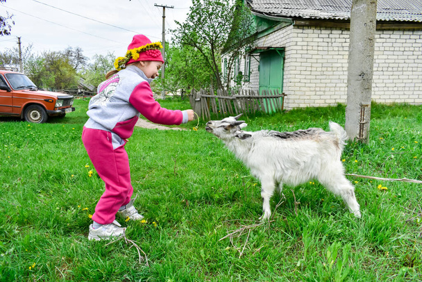 Mała dziewczynka karmi białą kozę żółtymi dmuchawcami na trawniku w słoneczne lato. - Zdjęcie, obraz