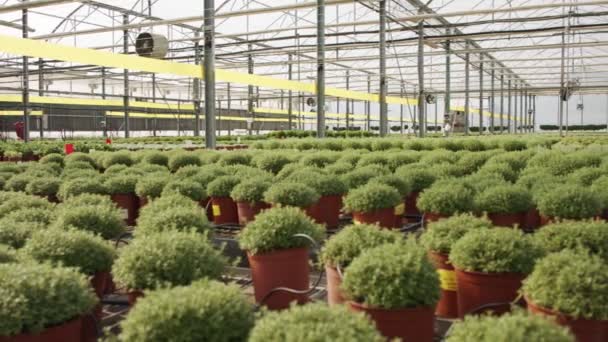 Βιομηχανικό θερμοκήπιο μεγάλης κλίμακας με φυτά θυμαριού σε γλάστρες - Πλάνα, βίντεο