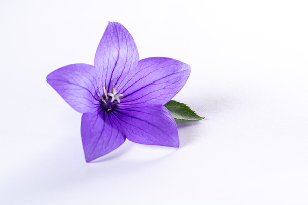 Tyylikäs pieni boutonniere violetti ilmapallo kukka, tuore leikattu kukka koristelu eristetty lähikuva - Valokuva, kuva