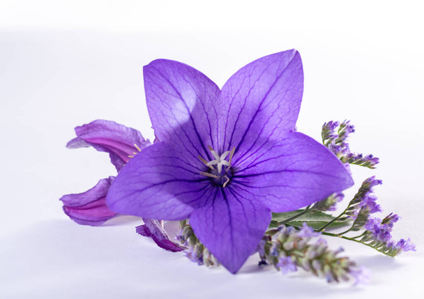 Pequeño boutonniere elegante de la flor púrpura del globo, decoración fresca de la flor cortada aislada de cerca
 - Foto, imagen