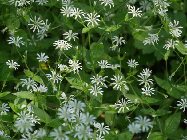 white flowers blooming stellate flower, medicinal plant   used in traditional medicine - Photo, Image