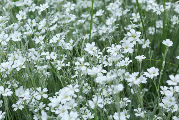 Verfrissende groene kleur natuurlijke achtergrond met witte stellate bloemen. - Foto, afbeelding