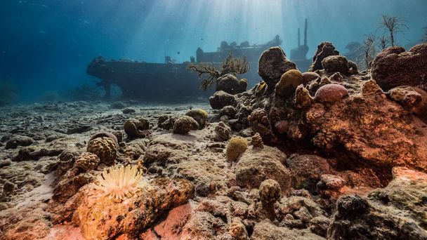 カリブ海のサンゴ礁の浅い水の中で難破船「タグボート」 /シーアネモネとキュラソーと表面とサンビームへの眺め - 写真・画像