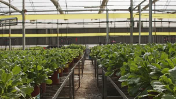 Dolly inyectada en un gran invernadero industrial con hileras de plantas
 - Metraje, vídeo